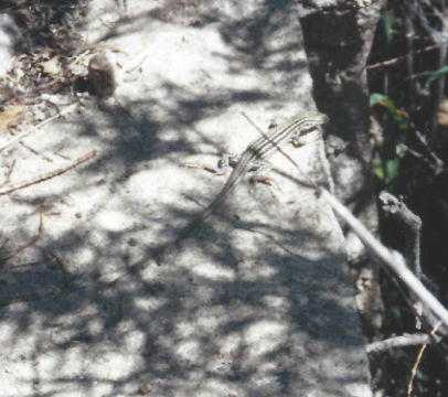 18.https www inaturalist org photos 1455055.580x360