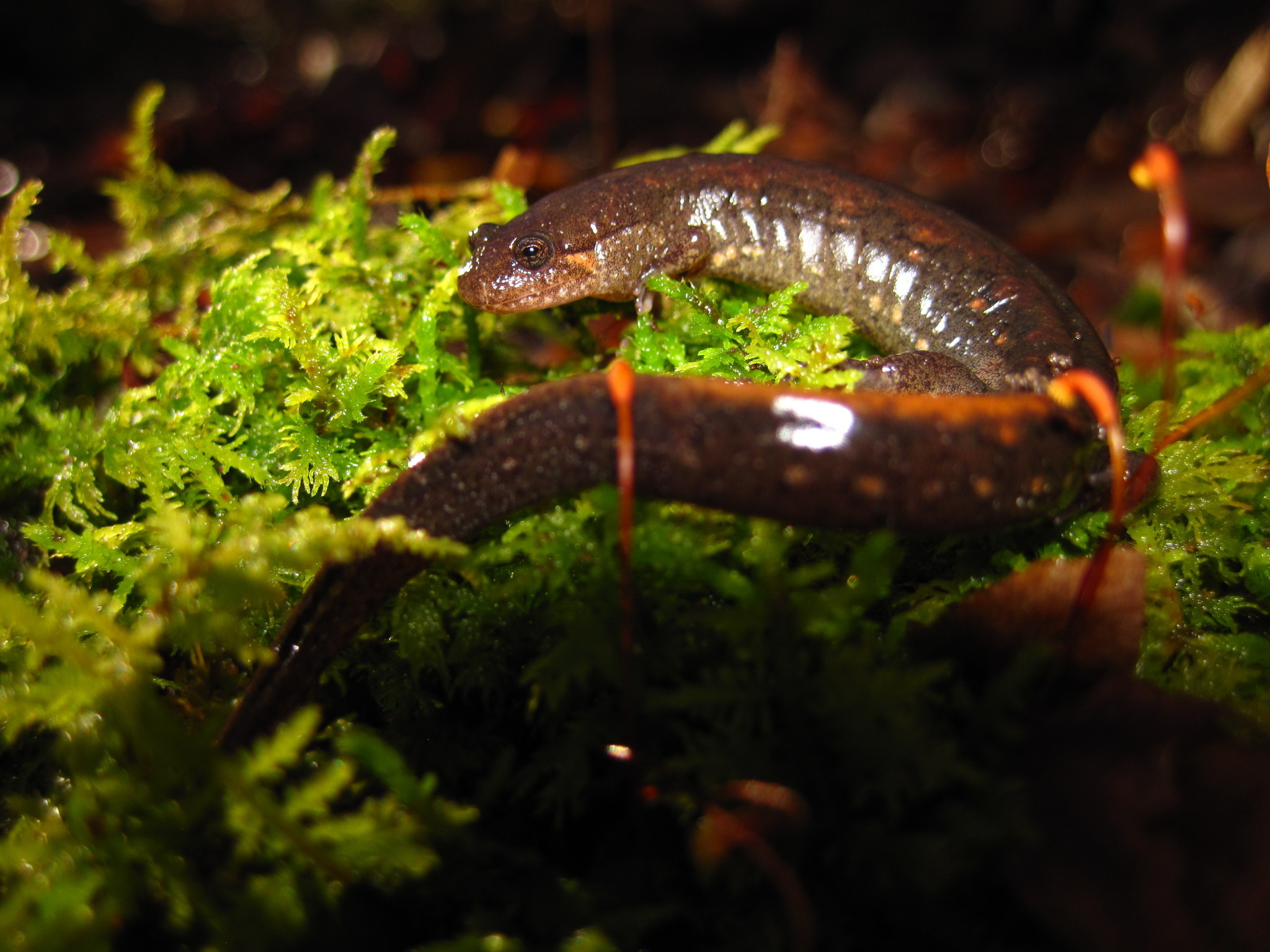 southern dusky salamander