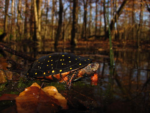 Image of Spotted turtle