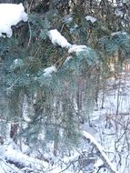 Image of <i>Picea abies</i>