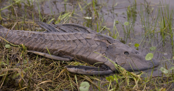 Image of Catfish