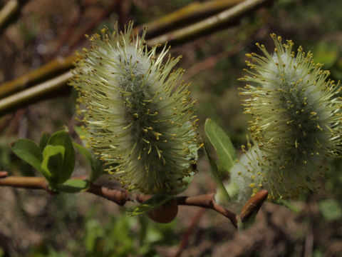 Image of <i>Salix barclayi</i>