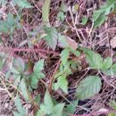 Image of <i>Rubus trivialis</i>