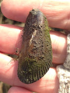 Image of ribbed mussel