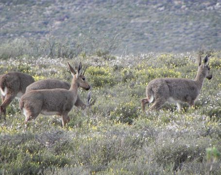 18.https www inaturalist org photos 1460561.580x360