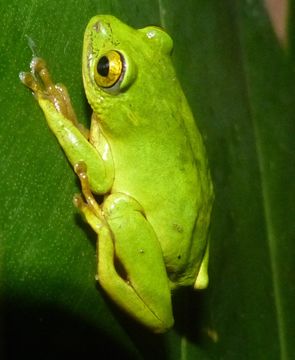 18.https www inaturalist org photos 1460612.580x360
