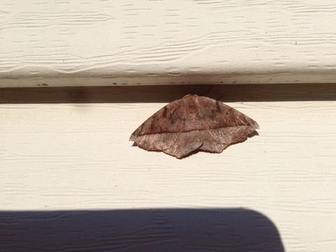 18.https www inaturalist org photos 1460628.580x360