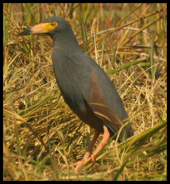 Image of Rufous-bellied Heron