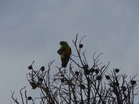 Image of Senegal Parrot