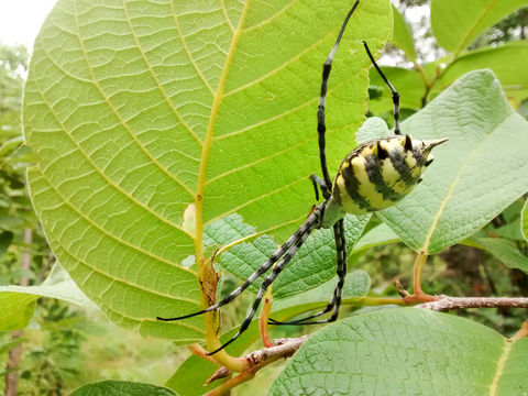 18.https www inaturalist org photos 1462639.580x360