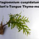 Image of <i>Plagiomnium undulatum</i>