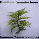 Image of <i>Thuidium tamariscinum</i>