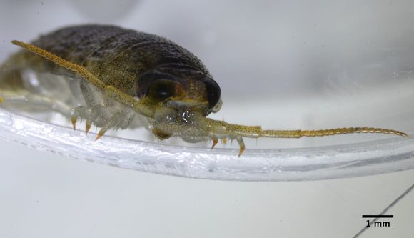 Image of <i>Ligia occidentalis</i> (Dana 1853)
