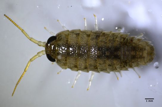 Image of <i>Ligia occidentalis</i> (Dana 1853)