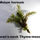 Image of <i>Mnium hornum</i>