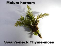 Image of <i>Mnium hornum</i>