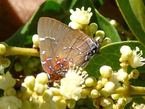 18.https www inaturalist org photos 1462893.580x360