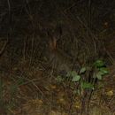Image of African Savanna Hare