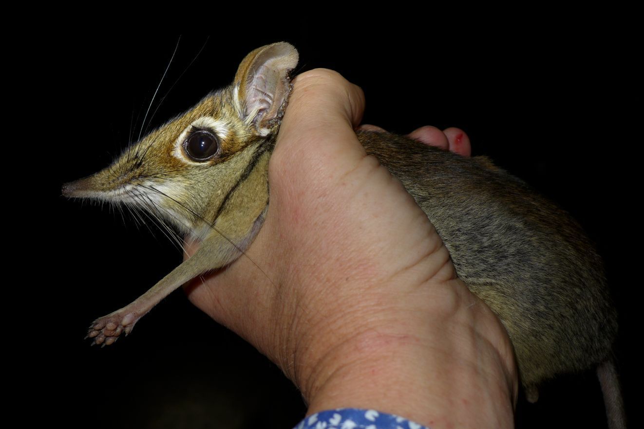 Forest Elephant Shrew - Encyclopedia of Life Forest Elephant Shrew - Encyclopedia of Life