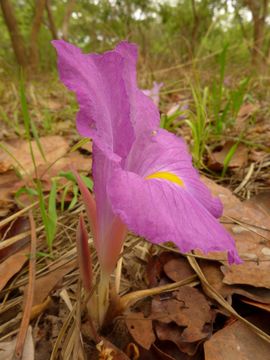 Image of <i>Siphonochilus aethiopicus</i>
