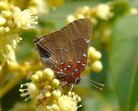18.https www inaturalist org photos 1468912.580x360