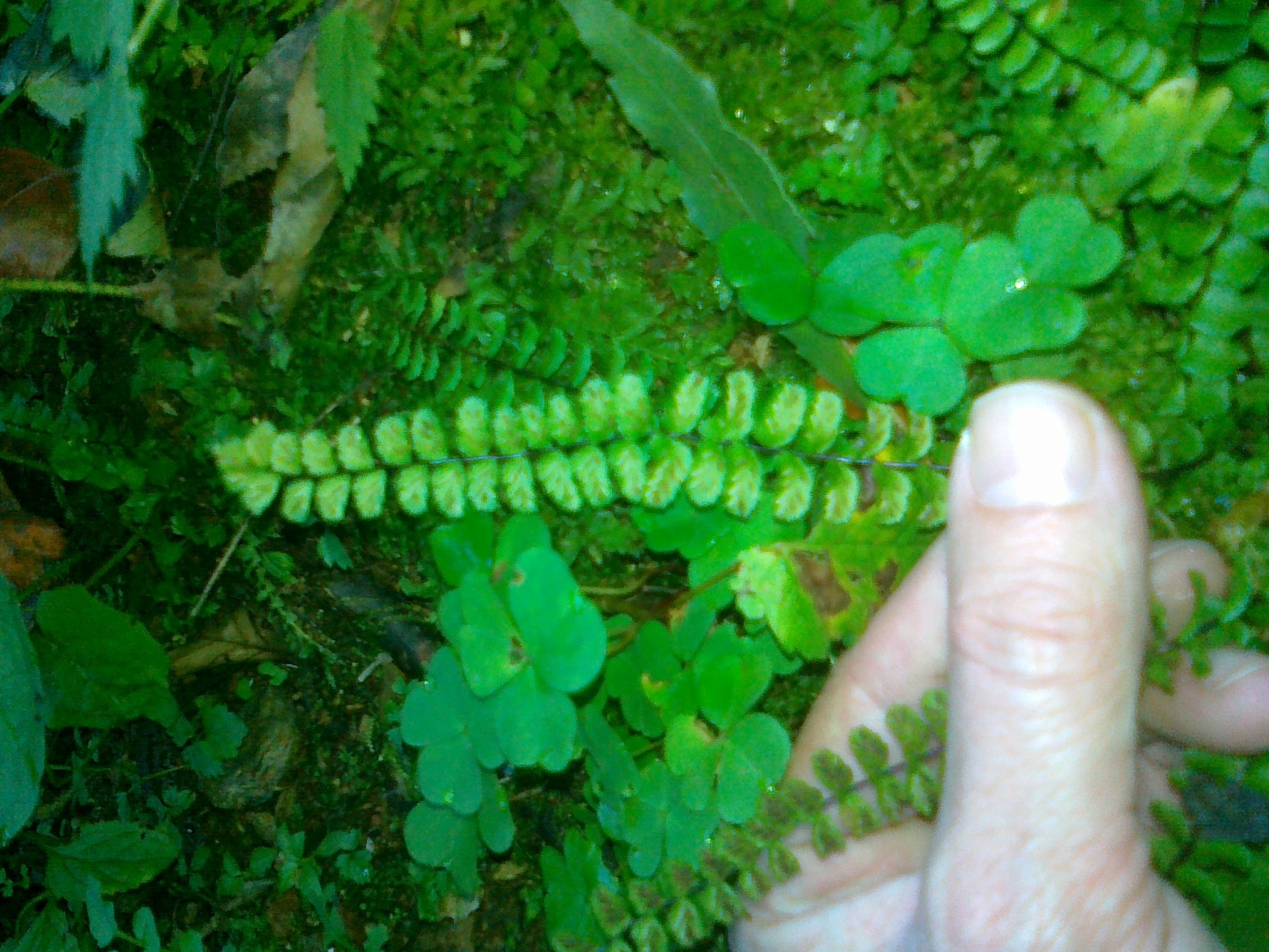 Image of maidenhair spleenwort