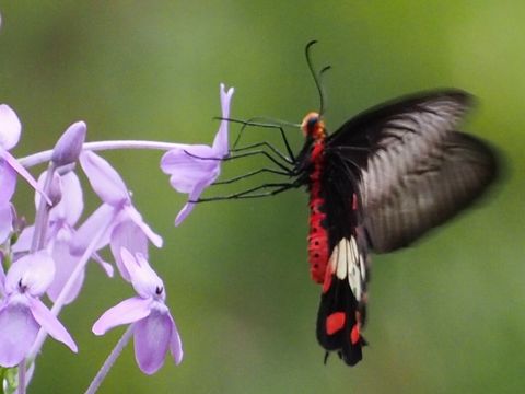 18.https www inaturalist org photos 1469965.580x360