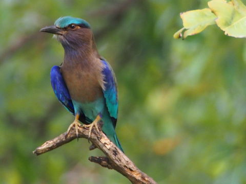 Image of <i>Coracias benghalensis affinis</i> Horsfield 1840