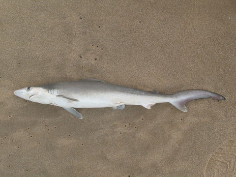 Image of Fish-shark