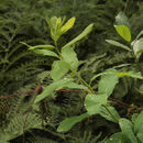 Image of <i>Spiraea douglasii menziesii</i>