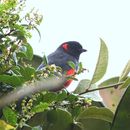 Image of Scarlet-bellied Mountain Tanager
