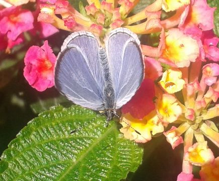 Image of <i>Celastrina echo gozora</i>