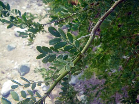 Image of <i>Olneya tesota</i>