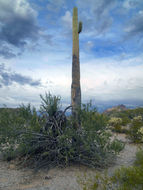 Image of <i>Olneya tesota</i>