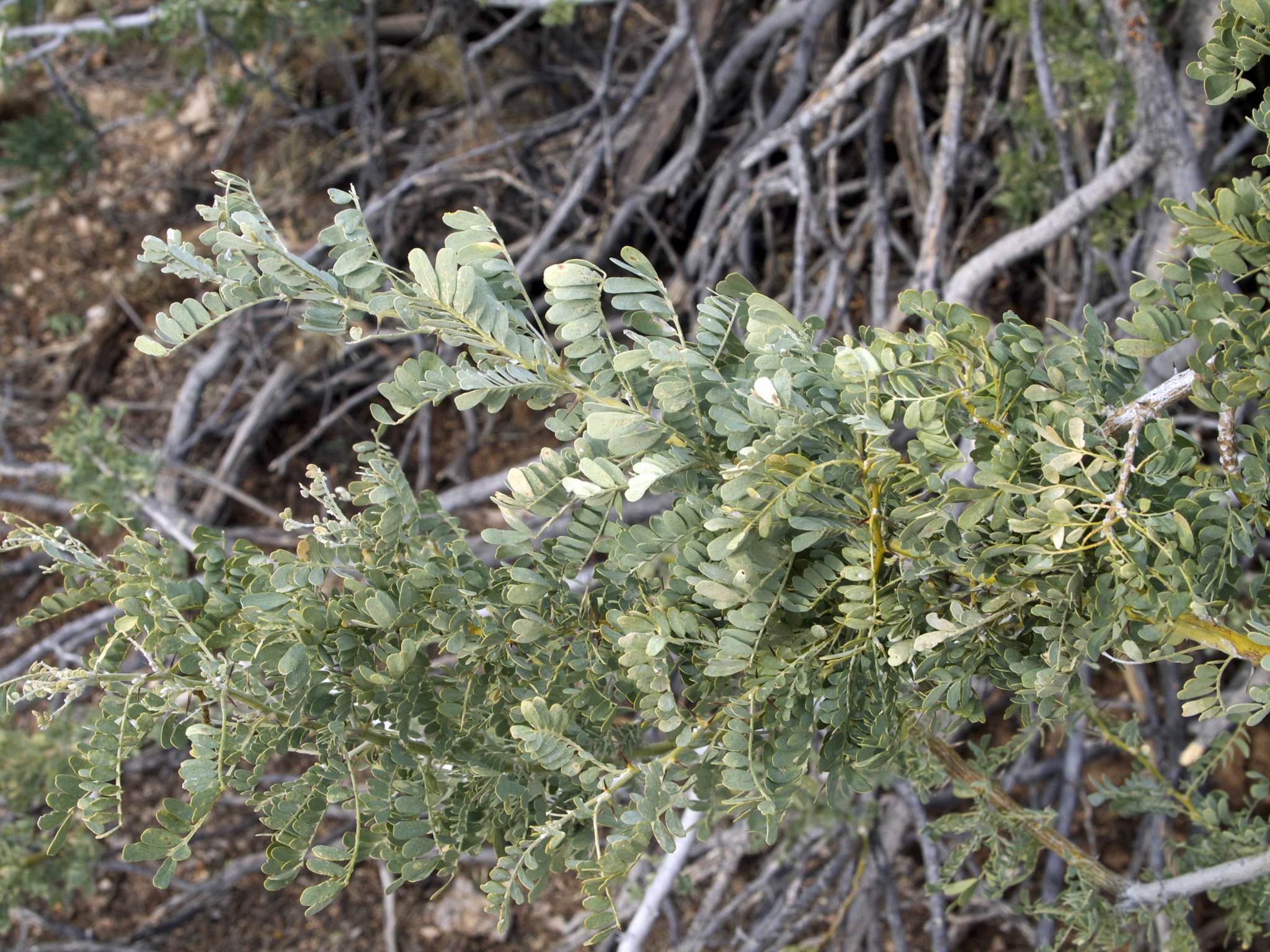 Image of <i>Olneya tesota</i>