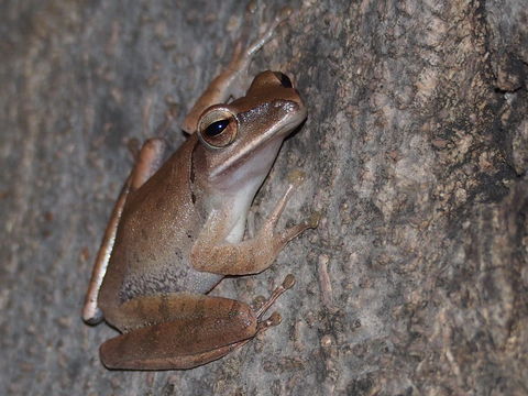 18.https www inaturalist org photos 1476533.580x360