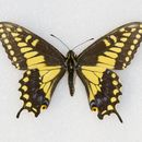 Image of <i>Papilio polyxenes coloro</i>
