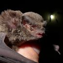 Image of Natal Long-fingered Bat