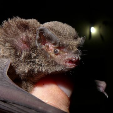 18.https www inaturalist org photos 1479327.580x360