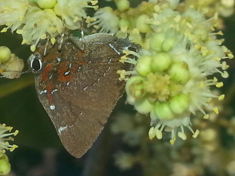 18.https www inaturalist org photos 1479605.580x360