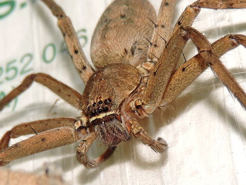 Image of huntsman spider