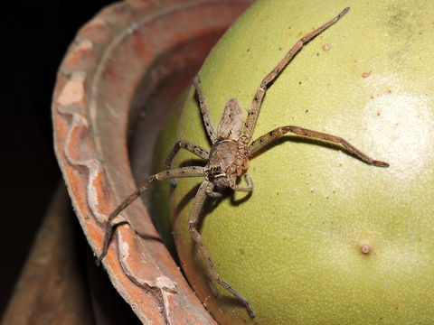 18.https www inaturalist org photos 1480945.580x360