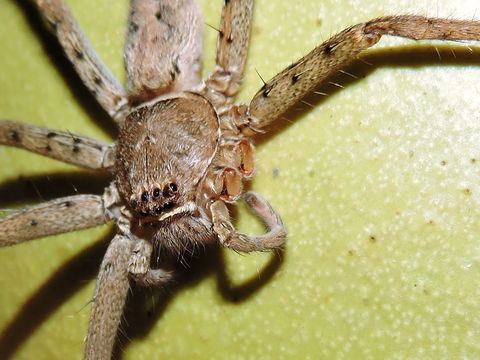 Image of huntsman spider