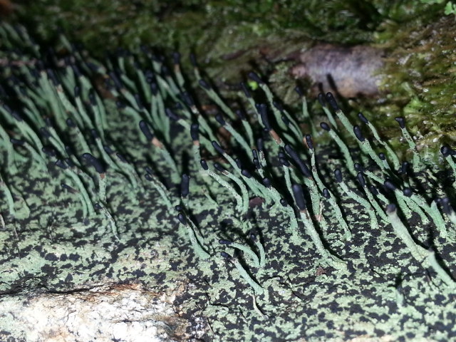 Image of <i>Pilophorus clavatus</i>