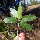 Image of <i>Quercus emoryi</i>