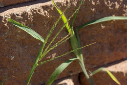 Image of <i>Digitaria ciliaris</i>
