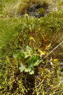 Image of <i>Ranunculus verticillatus</i>