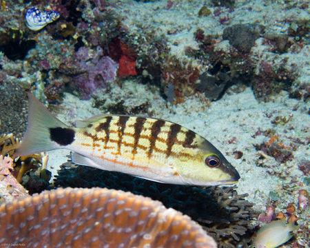 Image of Checkered Seaperch