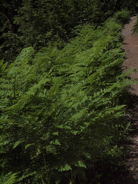 Image of hairy brackenfern