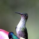 Image of Many-spotted Hummingbird